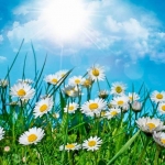 Цветы168