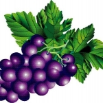 Векторная графика124